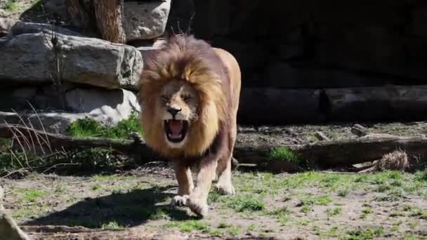 Panthera Leo Uno Los Cuatro Grandes Felinos Del Género Panthera — Vídeos de Stock