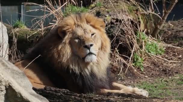Singa Panthera Leo Adalah Salah Satu Dari Empat Kucing Besar — Stok Video