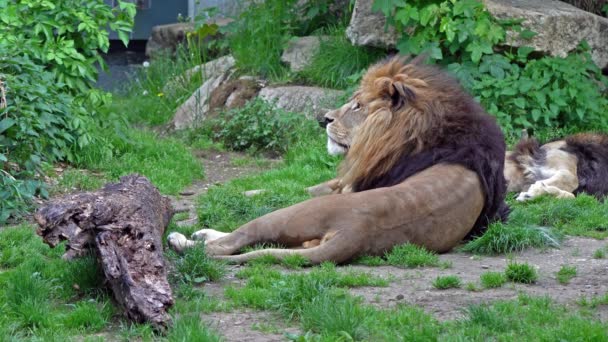 Лев Panthera Leo Один Чотирьох Великих Котів Роду Panthera Член — стокове відео