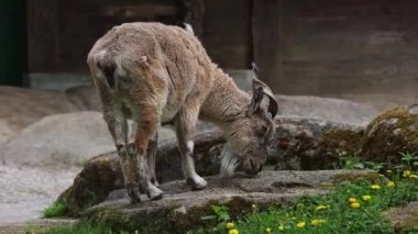 Türkmen markhor, Capra Falconeri heptneri. Bu türün adı boynuz şeklinden geliyor, tirbuşon ya da vida gibi kıvrılıyor. Markhor Pakistan 'ın sembollerinden biri.