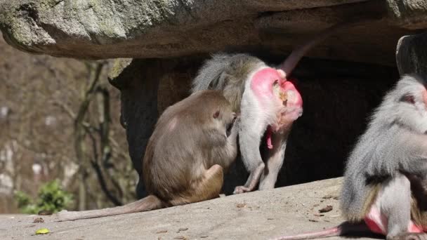 드리야 개코원숭이 하마드리야 서로를 손질하고 있습니다 파비오 드리아스는 개코원숭이의 일종이다 — 비디오