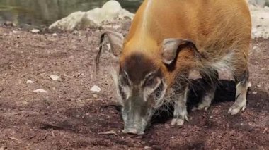 Kızıl nehir domuzu, Potamochoerus porcus, ayrıca çalı domuzu olarak da bilinir. Bu domuzun yer altında yiyecek bulmak için keskin bir koku alma duyusu var..