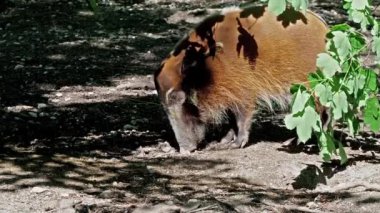 Kızıl nehir domuzu, Potamochoerus porcus, ayrıca çalı domuzu olarak da bilinir. Bu domuzun yer altında yiyecek bulmak için keskin bir koku alma duyusu var..