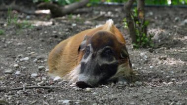 Kızıl nehir domuzu, Potamochoerus porcus, ayrıca çalı domuzu olarak da bilinir. Bu domuzun yer altında yiyecek bulmak için keskin bir koku alma duyusu var..