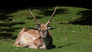 Fallow deer, Dama mezopotamya, Cervidae familyasından bir memeli türü..