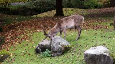 Fallow deer, Dama mezopotamya, Cervidae familyasından bir memeli türü..