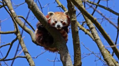 Kırmızı panda, Ailurus fulgens, daha küçük panda ve ağaçta oturan kırmızı kedi ayı olarak da bilinir..