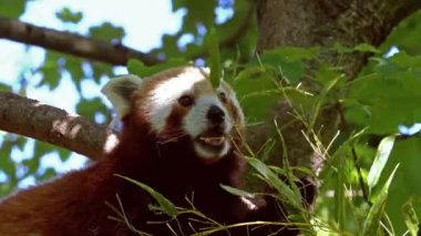 Kırmızı panda, Ailurus fulgens, daha küçük panda ve ağaçta oturan kırmızı kedi ayı olarak da bilinir..