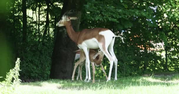 Dama Gazelle Baby Gazella Dama Mhorr Mhorr Gazelle Species Gazelle — 图库视频影像