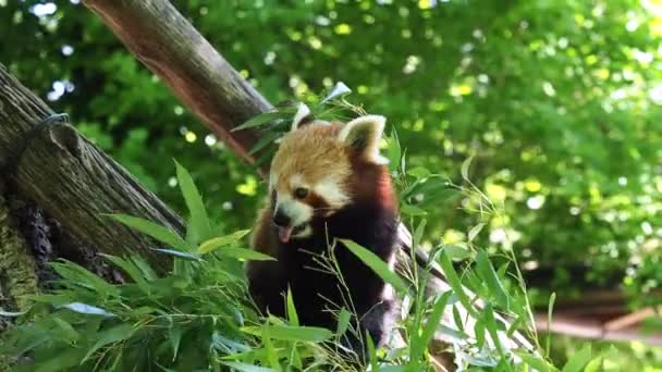 Rode Panda Ailurus Fulgens Ook Wel Mindere Panda Genoemd Rode — Stockvideo