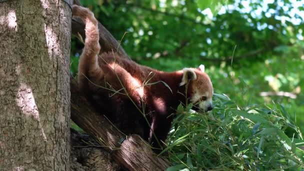 Rode Panda Ailurus Fulgens Ook Wel Mindere Panda Genoemd Rode — Stockvideo