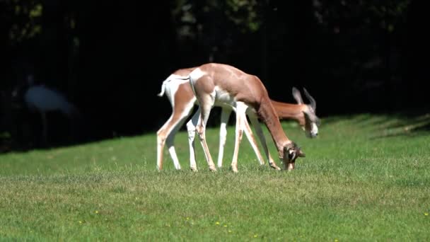 Dama Gazelle Baby Gazella Dama Mhorr Neboli Mhorr Gazelle Druh — Stock video