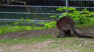 Kırmızı kanguru, Macropus Rufus tüm kanguruların en büyüğü, Avustralya 'ya özgü en büyük karasal memeli ve mevcut en büyük keseli hayvandır..