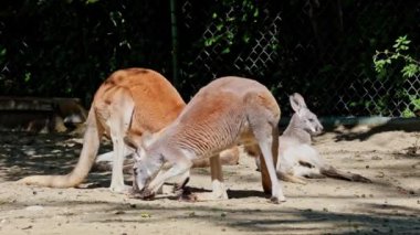 Kırmızı kanguru, Macropus Rufus tüm kanguruların en büyüğü, Avustralya 'ya özgü en büyük karasal memeli ve mevcut en büyük keseli hayvandır..