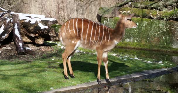 Nyala Tragelaphus Angasii Spiral Horned Antelope Native Southern Africa Species — Stock Video