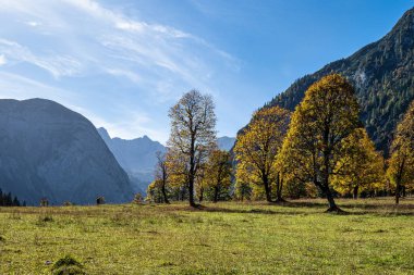 Ahornboden 'daki akçaağaç ağaçlarının sonbahar manzarası, Karwendel dağları, Tyrol, Avusturya