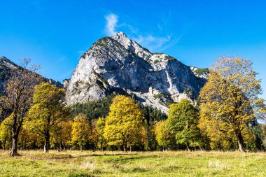 Ahornboden 'daki akçaağaç ağaçlarının sonbahar manzarası, Karwendel dağları, Tyrol, Avusturya