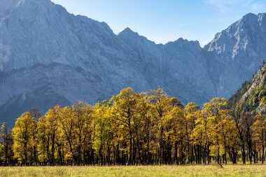 Ahornboden 'daki akçaağaç ağaçlarının sonbahar manzarası, Karwendel dağları, Tyrol, Avusturya