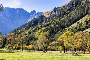 Ahornboden 'daki akçaağaç ağaçlarının sonbahar manzarası, Karwendel dağları, Tyrol, Avusturya