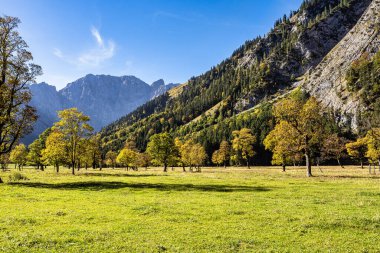 Ahornboden 'daki akçaağaç ağaçlarının sonbahar manzarası, Karwendel dağları, Tyrol, Avusturya