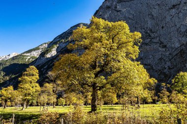 Ahornboden 'daki akçaağaç ağaçlarının sonbahar manzarası, Karwendel dağları, Tyrol, Avusturya