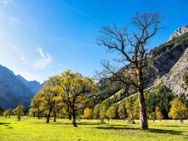 Ahornboden 'daki akçaağaç ağaçlarının sonbahar manzarası, Karwendel dağları, Tyrol, Avusturya