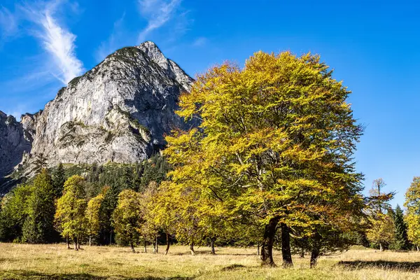 stock image Autumn view of the maple trees at Ahornboden, Karwendel mountains, Tyrol, Austria