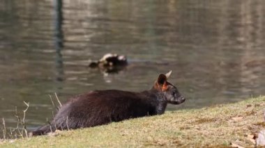 Wallaby bataklığı, Wallabia bicolor, küçük kangurulardan biridir. Bu valabi aynı zamanda siyah valabi olarak da bilinir.