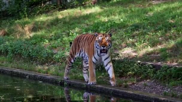 Tigre Siberiana Panthera Tigris Altaica Gatto Più Grande Del Mondo — Video Stock