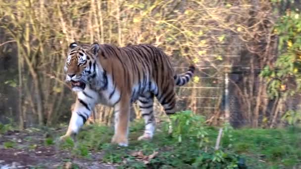 Tigre Sibérien Panthera Tigris Altaica Est Grand Chat Monde — Video