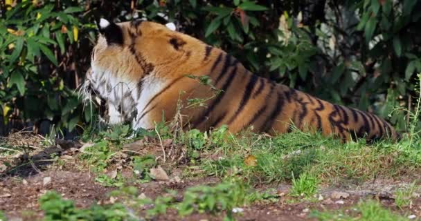 Der Sibirische Tiger Panthera Tigris Altaica Ist Die Größte Katze — Stockvideo