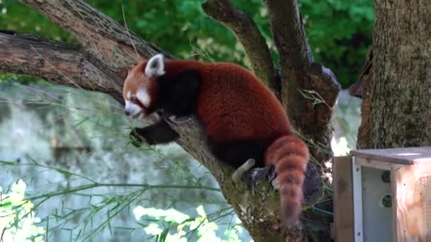 ツリーの上に座っている小さなパンダと赤い猫クマとも呼ばれる赤いパンダ Ailurusの子孫 — ストック動画