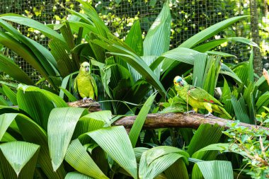 Turkuaz önlü Amazon, Amazona aestiva, nam-ı diğer Turkuaz önlü Papağan, Mavi önlü Amazon, Mavi önlü Papağan, Brezilya, Güney Amerika