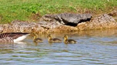 Küçük bebekleri olan gri lag kazları ailesi. Gri-lag kaz, Anser anser, Anatidae familyasından bir kaz türü.