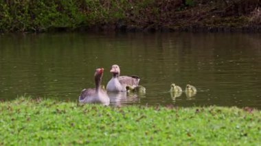Küçük bebekleri olan gri lag kazları ailesi. Gri-lag kaz, Anser anser, Anatidae familyasından bir kaz türü.