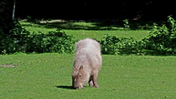 Capybara Hydrochoerus Hydrochaeris Largest Extant Rodent World Its Closest Relatives — Stock Video