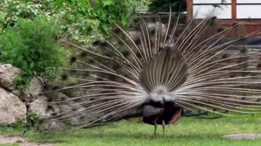 Hint Peafowl veya mavi Peafowl, Büyük ve parlak renkli bir kuş türüdür, Güney Asya 'ya özgü, fakat dünyanın diğer bölgelerinde de tanıtılan bir türdür..