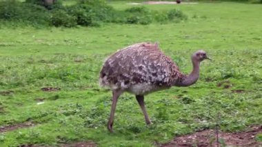 Darwin 'in Rhea' sı, Rhea pennata, daha az Rhea olarak da bilinir..