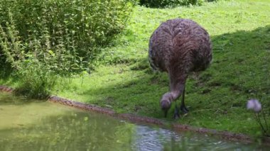 Darwin 'in Rhea' sı, Rhea pennata, daha az Rhea olarak da bilinir..