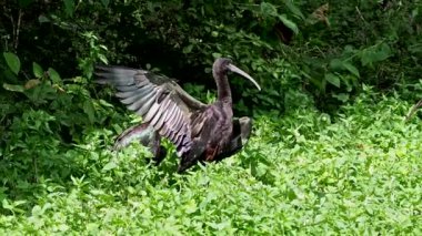 Parlak aynak, Plegadis falcinellus, Threskiornithidae familyasından bir kuş türü..