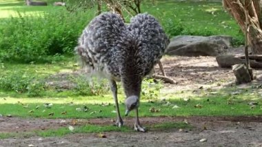 Darwin 'in Rhea' sı, Rhea pennata, daha az Rhea olarak da bilinir..