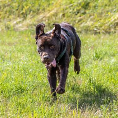 Labrador Retriever, Canis lupus familiaris çim tarlasında. Sağlıklı çikolata rengi labrador retriever Almanya 'da Donauwoerth, Bavyera' da eğleniyor.