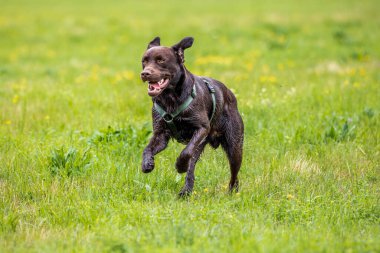 Labrador Retriever, Canis lupus familiaris çim tarlasında. Sağlıklı çikolata rengi labrador retriever Almanya 'da Donauwoerth, Bavyera' da eğleniyor.