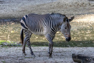 Hartmann dağ zebrası Equus zebra hartmannae, Angola 'nın güneybatısında ve Namibya' nın batısında bulunan bir dağ zebrası alt türüdür..