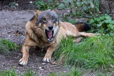 Kurt, gri kurt ya da kereste kurdu olarak da bilinen, Avrasya ve Kuzey Amerika 'nın vahşi ve uzak bölgelerinde yaşayan bir köpek türüdür..