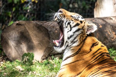 Sibirya kaplanı, Panthera tigris altaica dünyanın en büyük kedisidir.