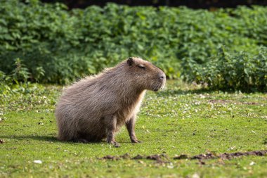 Capybara, Hydrochoerus hydrochaeris Güney Amerika 'da yaşayan bir memelidir. Dünyada yaşayan en büyük kemirgendir..