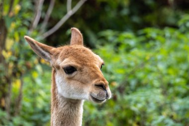 Vicunas, Vicugna Vicugna, And Dağları 'nın yüksek dağlık bölgelerinde yaşayan lama' nın akrabaları.