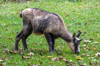 Apennine Chamois, Rupicapra pyrenaica ornata, İtalya 'daki Abruzzo-Lazio-Molise Ulusal Parkı ve İspanya' daki Pireneler 'de yaşamaktadır.