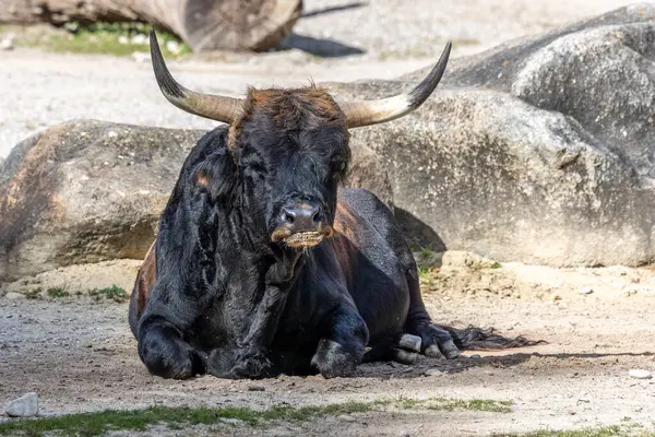 Bos Primigenius Taurus, soyu tükenmiş yaban öküzlerine benzediğini iddia etti. Alman parkında görülen yerli dağ sığırları